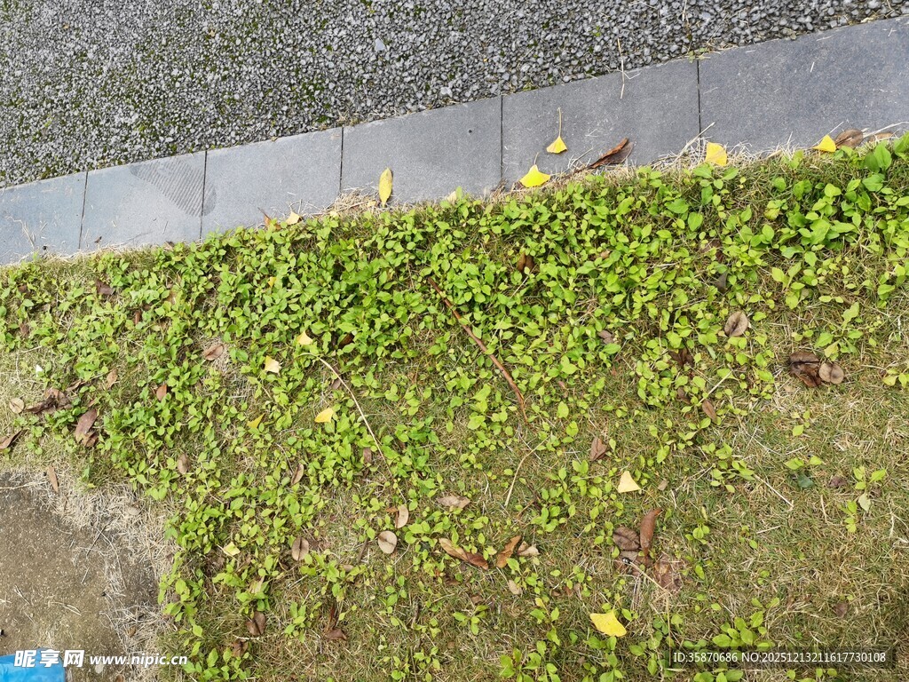 路边翠绿草地与黄色小花