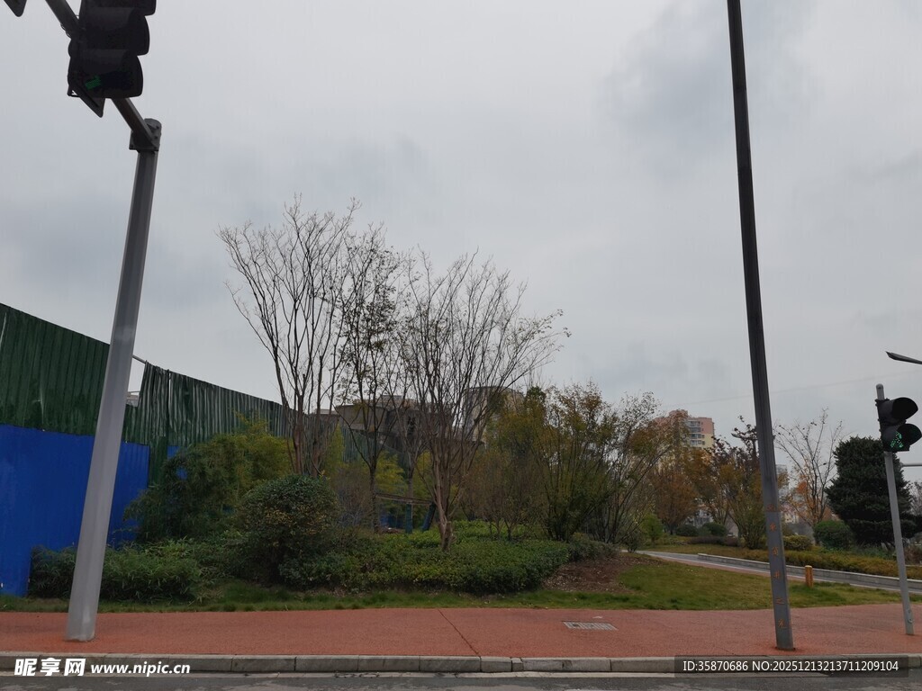 城市街道旁的绿植与信号灯