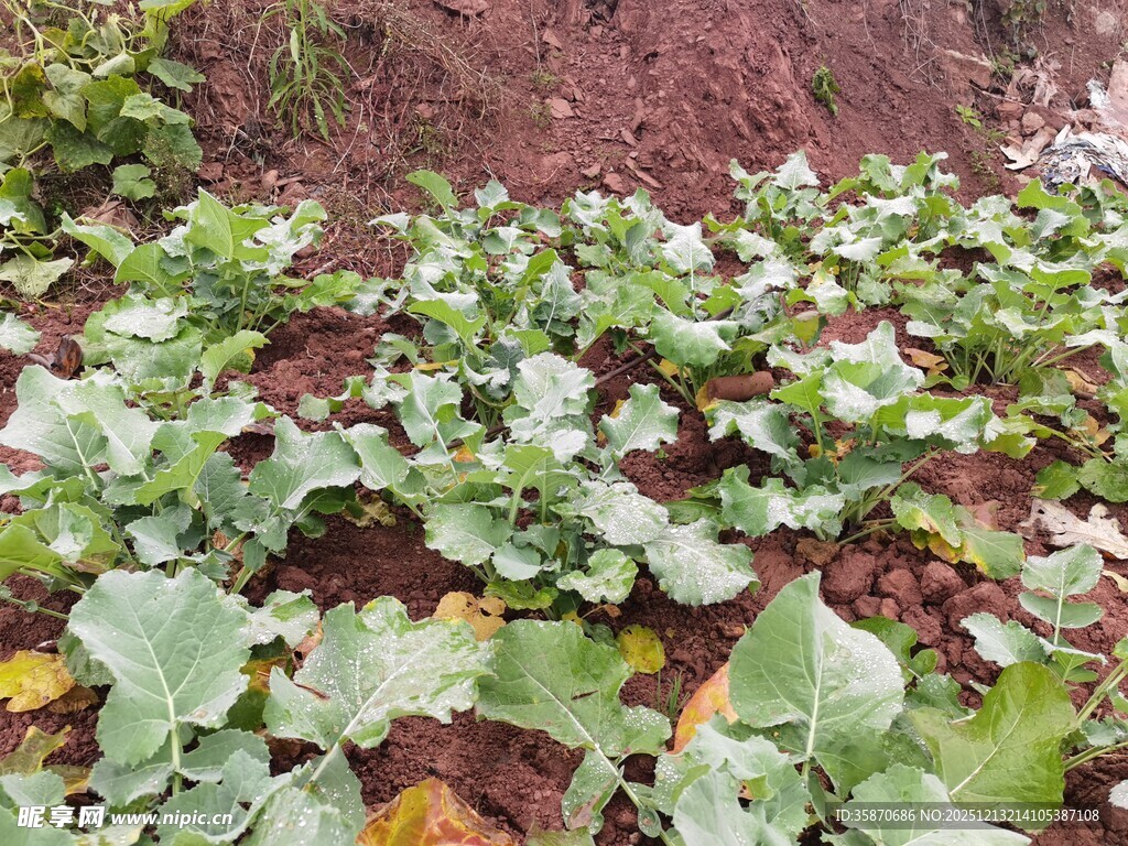 菜园里的绿色蔬菜植株