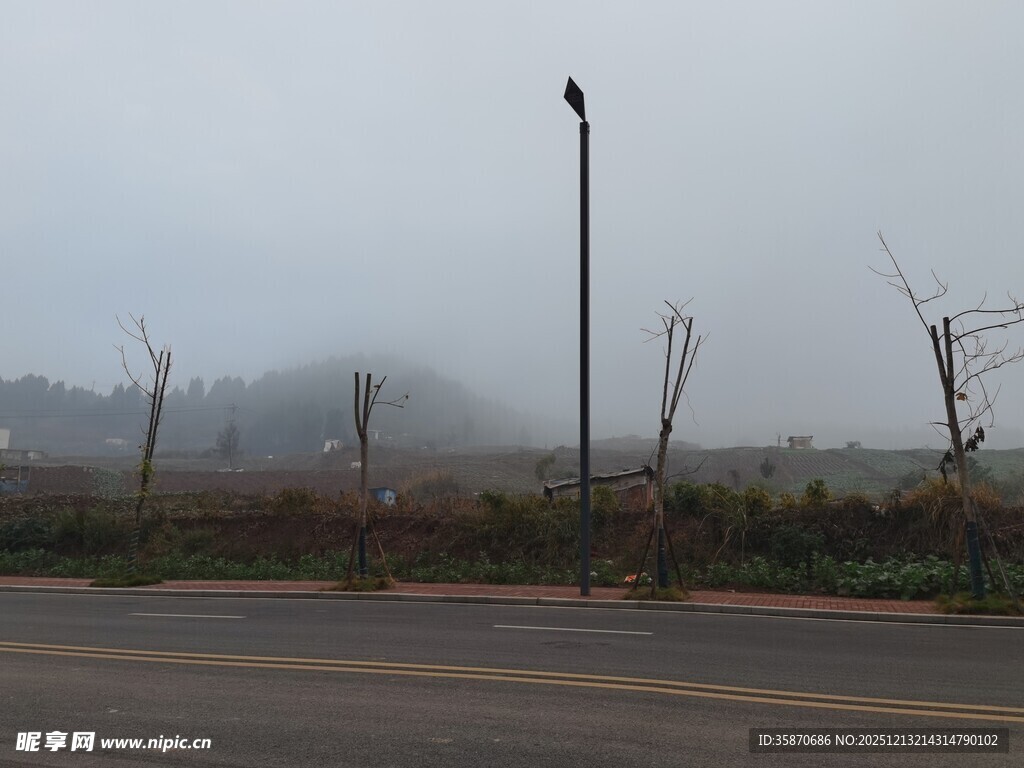 道路旁被风吹弯的树木