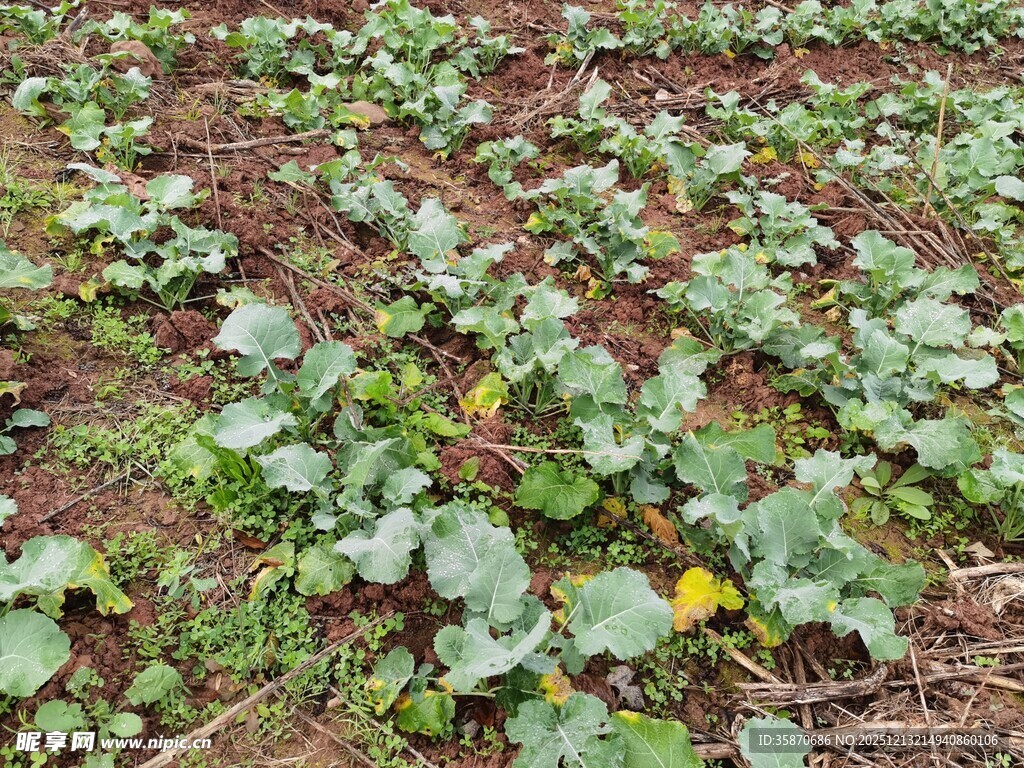 农田里的绿色蔬菜幼苗