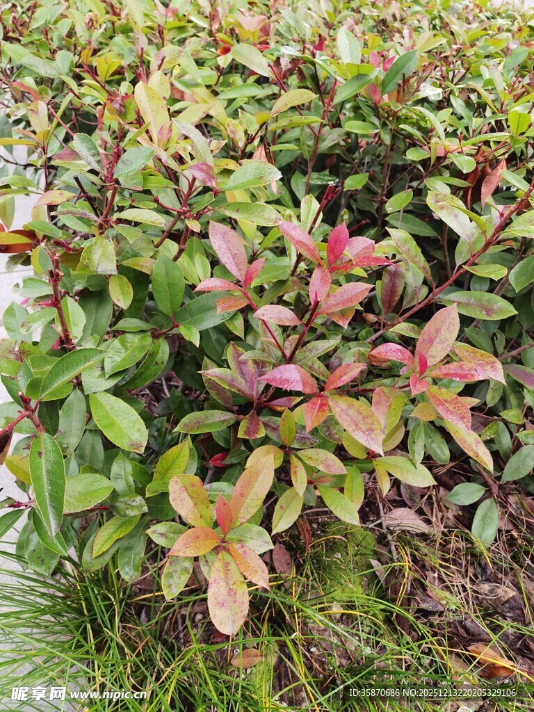 多彩叶片的植物景观