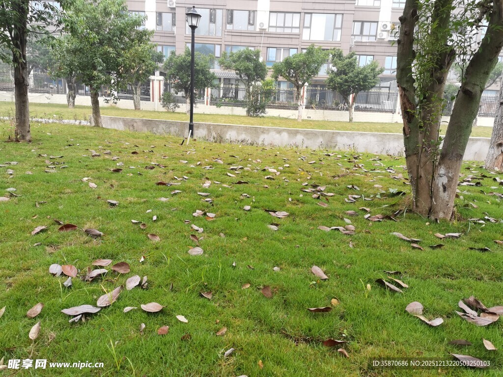 草地落叶与树木的户外景象