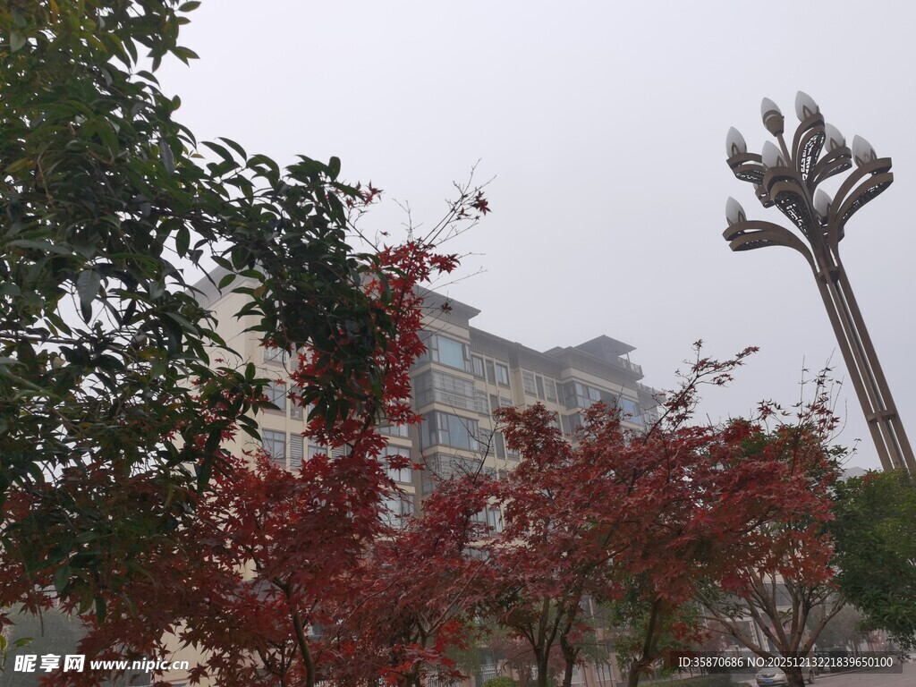 雾中红叶与奇特树木景观