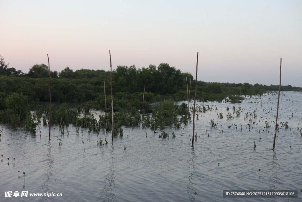 湿地暮色中的水生植物景观