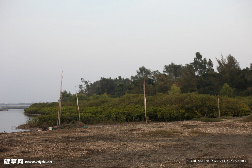 岸边树林与开阔水域景观