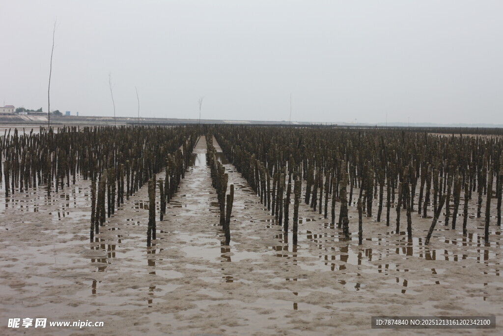 滩涂中的林立木桩景观