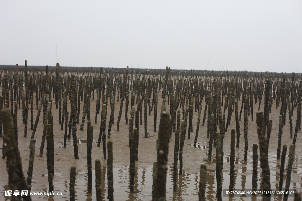 海边林立的木桩景观