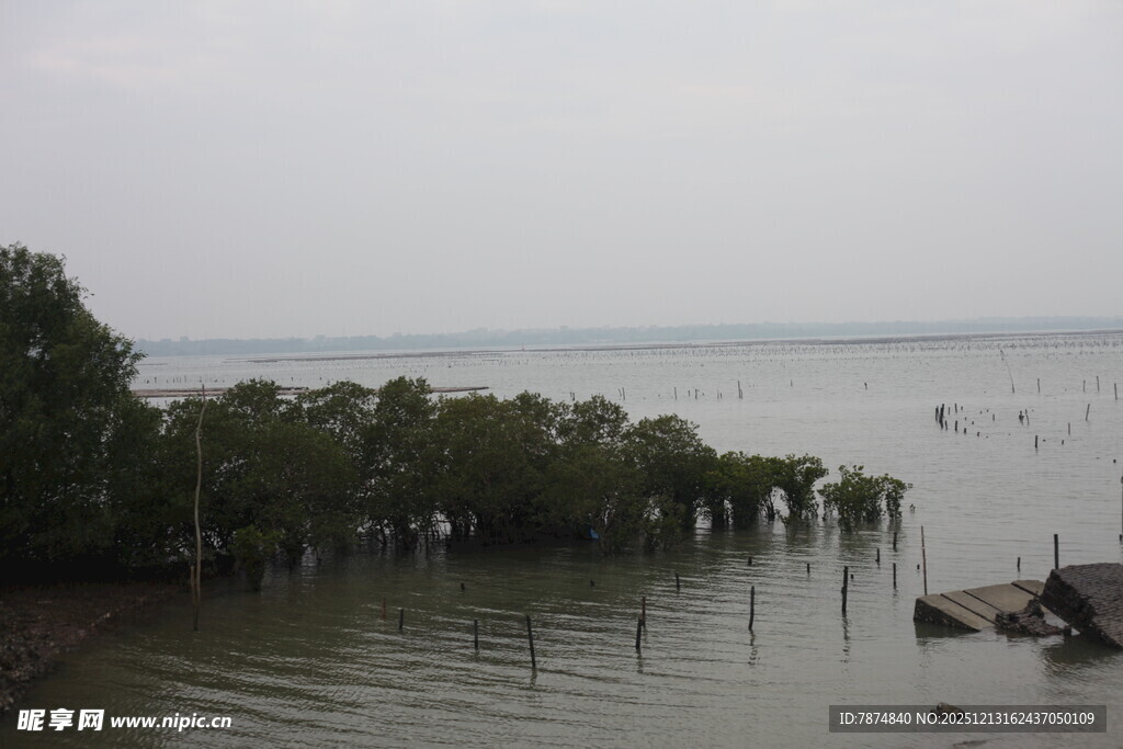 海边红树林景观