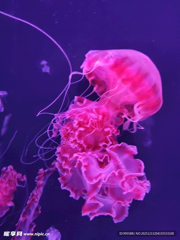 梦幻粉色水母在水中摇曳