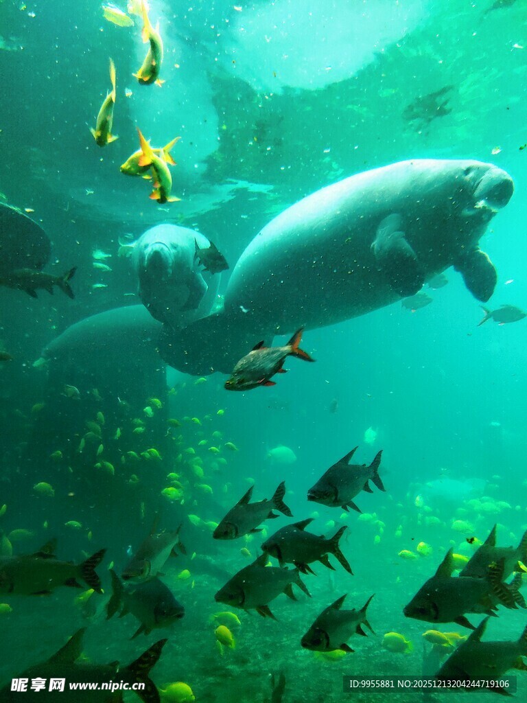 海牛在多彩鱼群中悠游