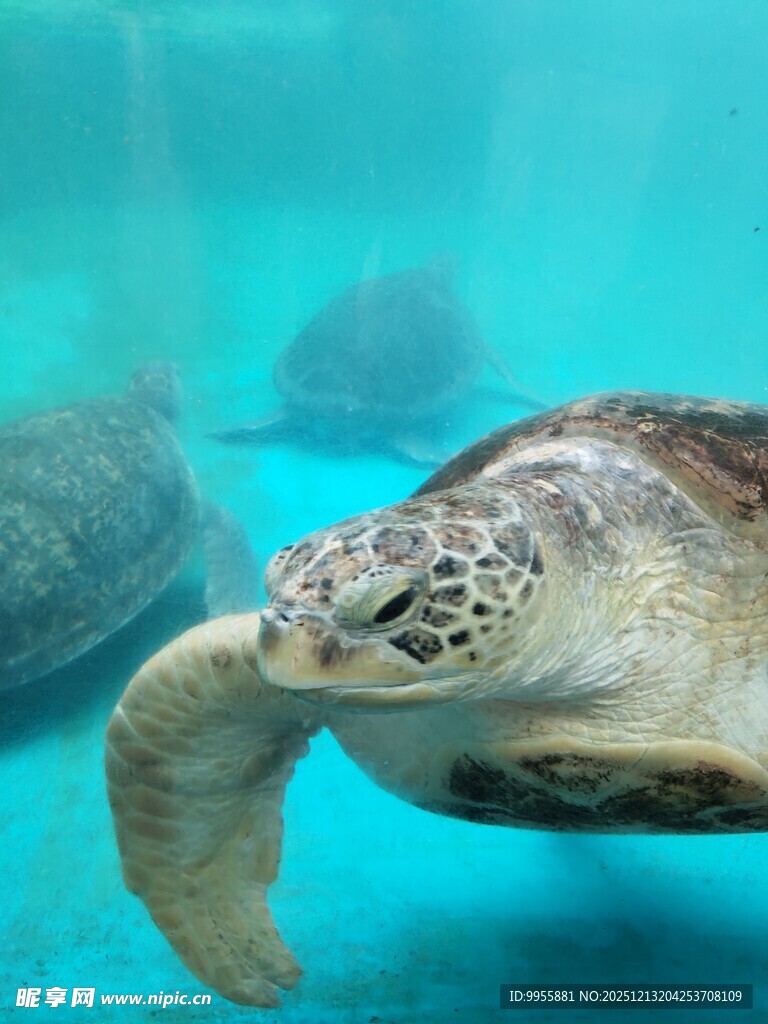 水中悠游的海龟