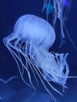 梦幻水母在水中飘逸