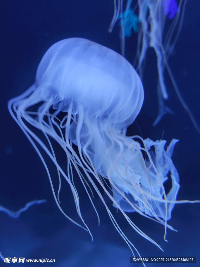 梦幻水母在水中飘逸