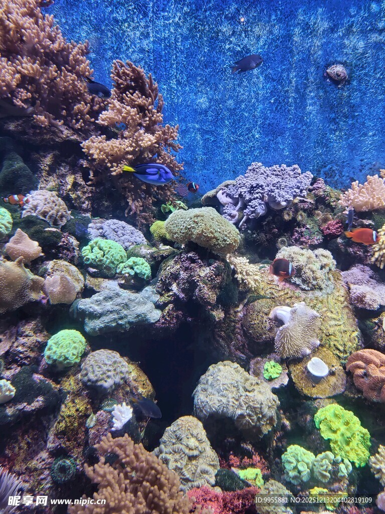 海底多彩珊瑚景观