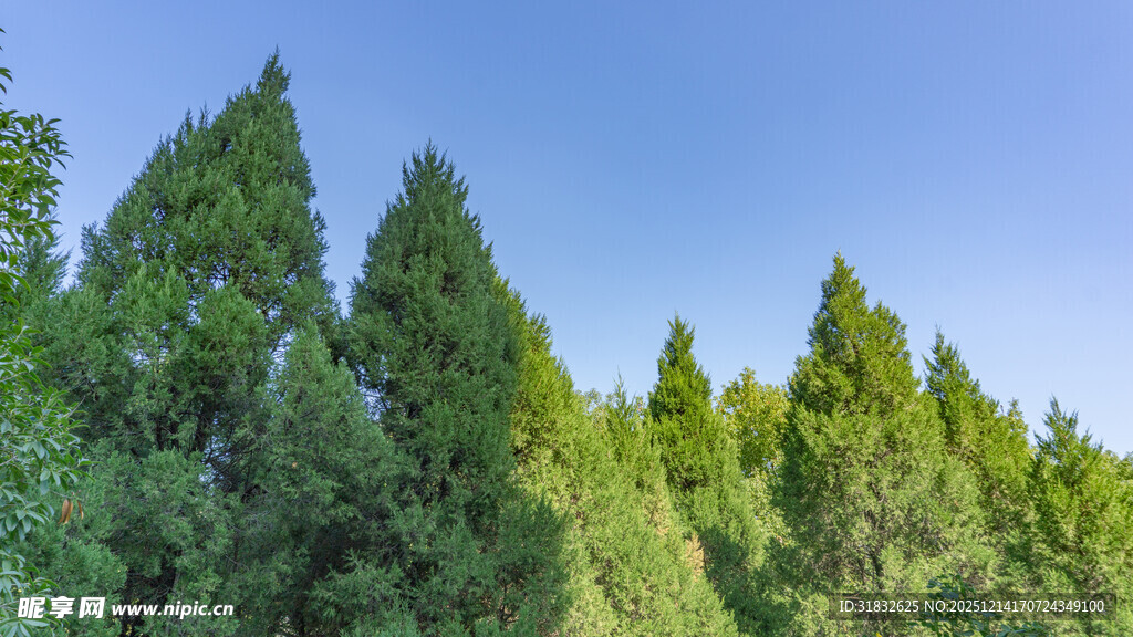 翠绿松林 蓝天映衬美景