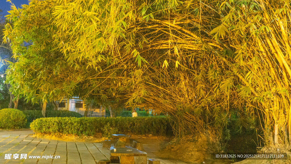 金黄竹林下的静谧景致