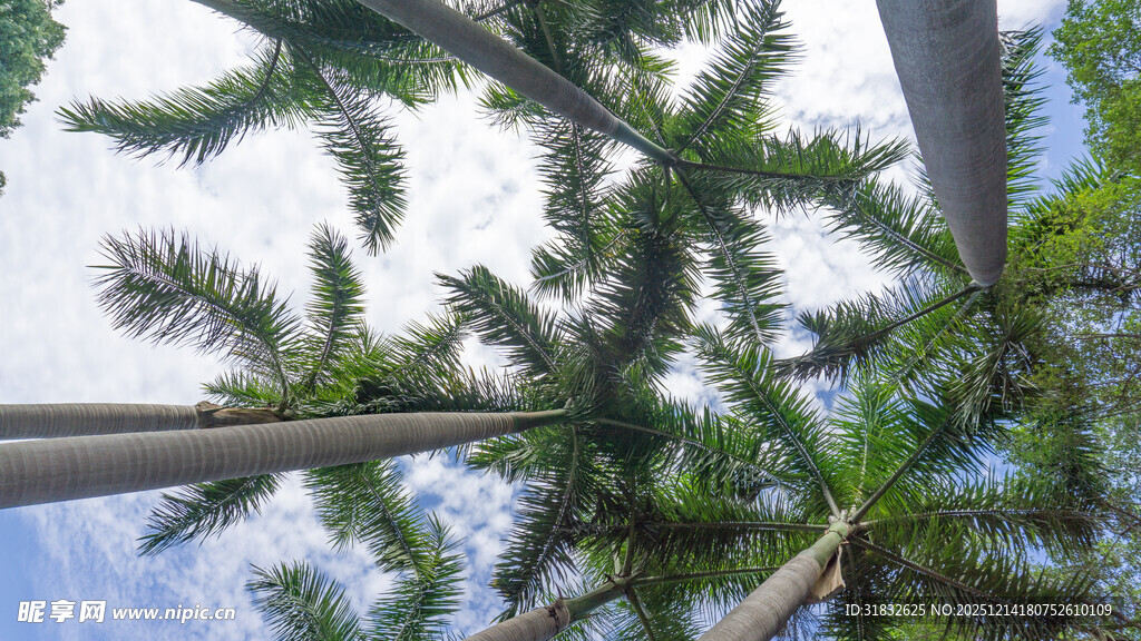 仰视挺拔松树树冠