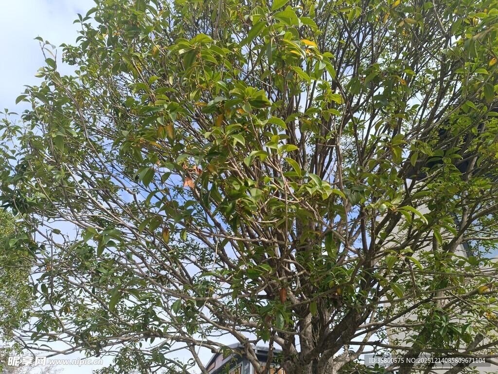 茂盛大树展现自然生机