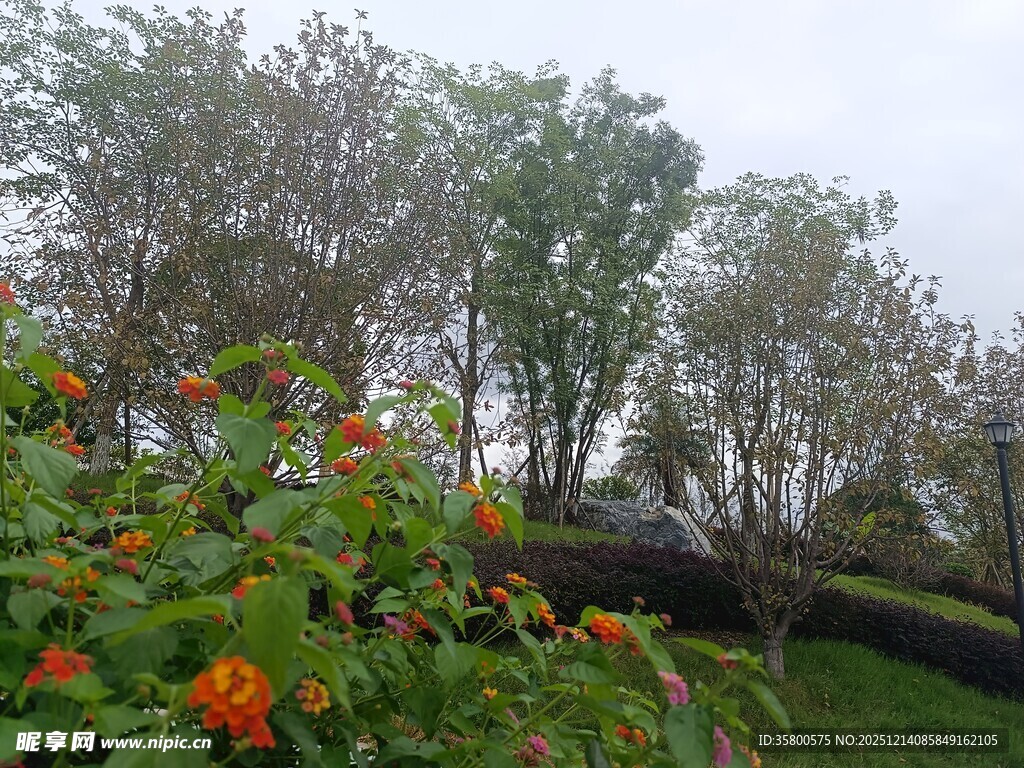 户外多彩花草树木景致