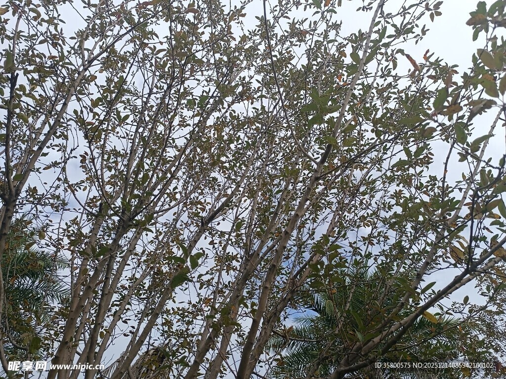 仰视茂密树林枝桠