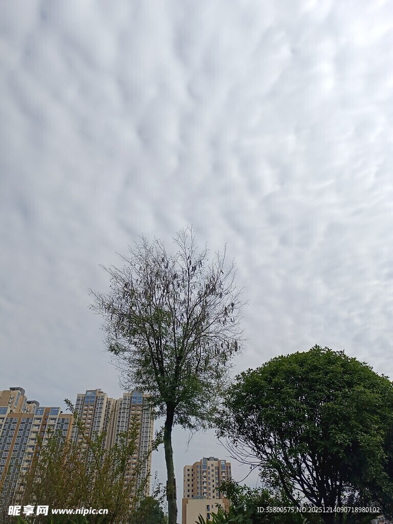 天空云下的树木与建筑