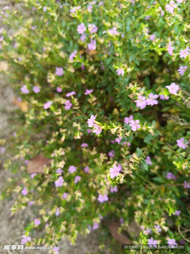 繁茂小花丛中的清新景致