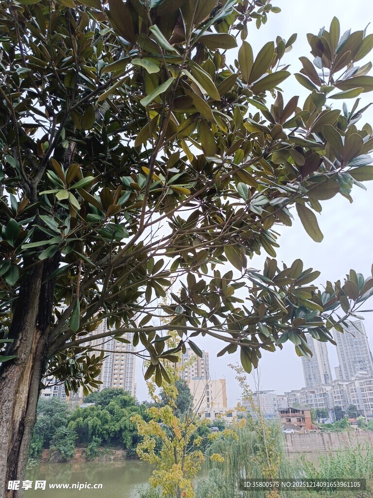 城市边的繁茂大树