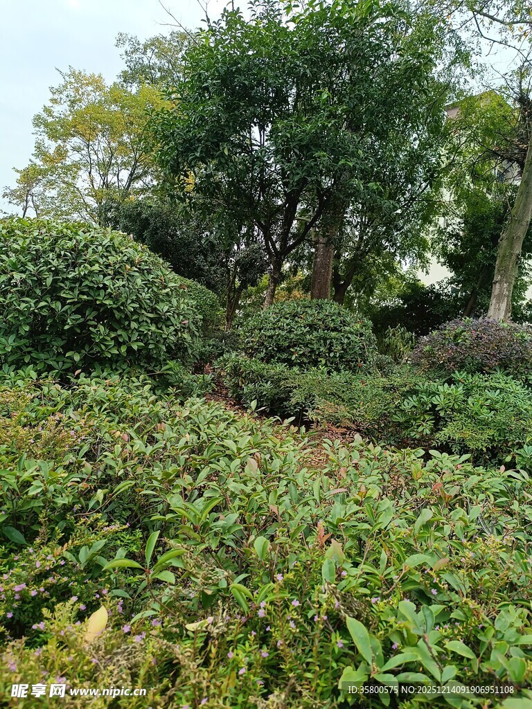 绿意盎然的园林景观