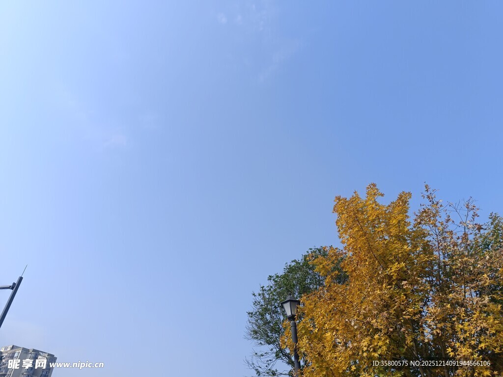 秋日蓝天旁的金黄树木