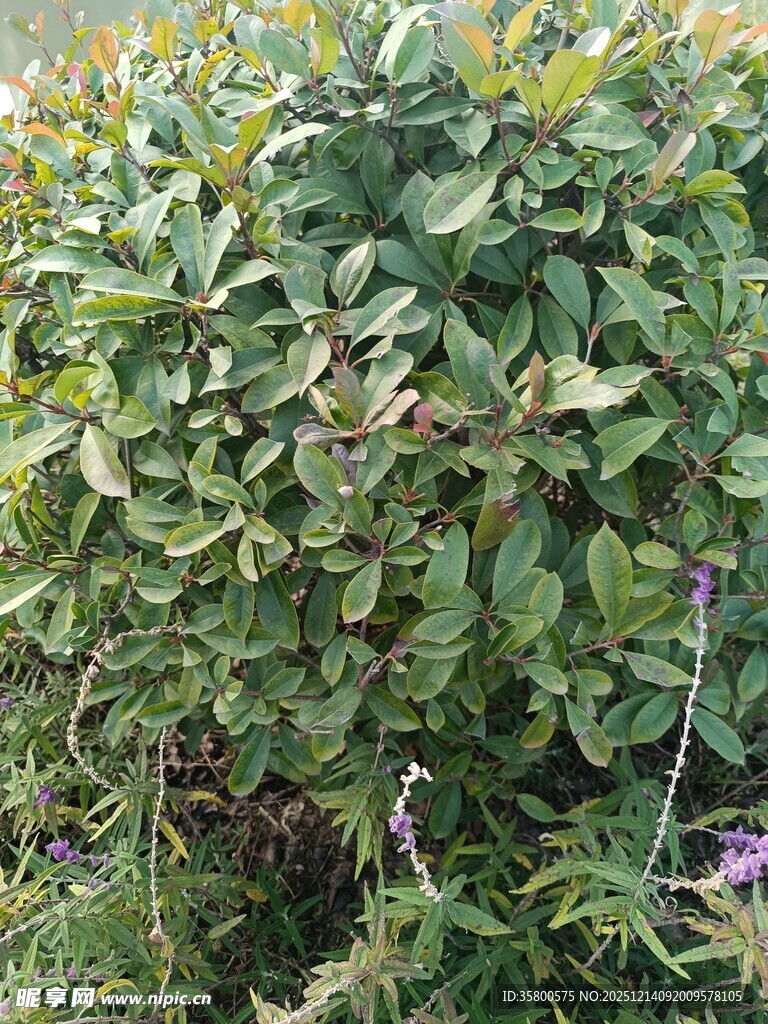 绿叶繁茂的灌木丛