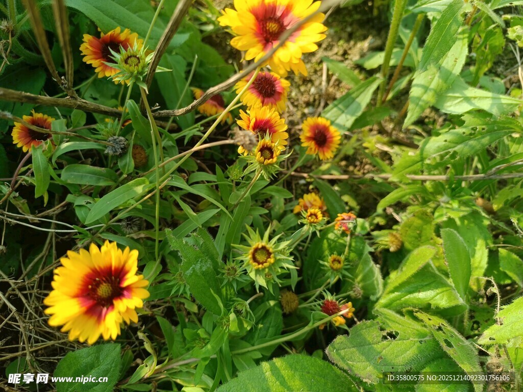 鲜艳双色菊绽放于绿叶间