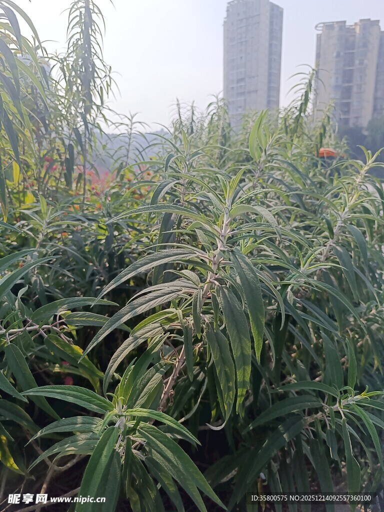 城市中茂盛的绿色植物景观