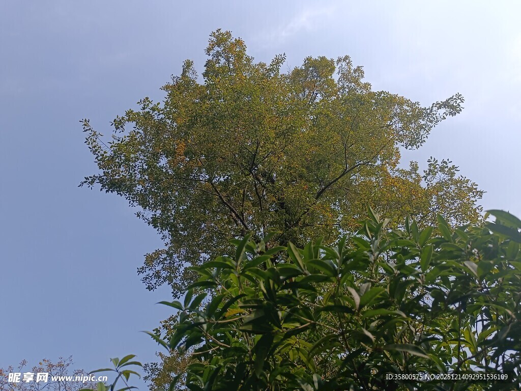 蓝天映衬下的葱郁树木