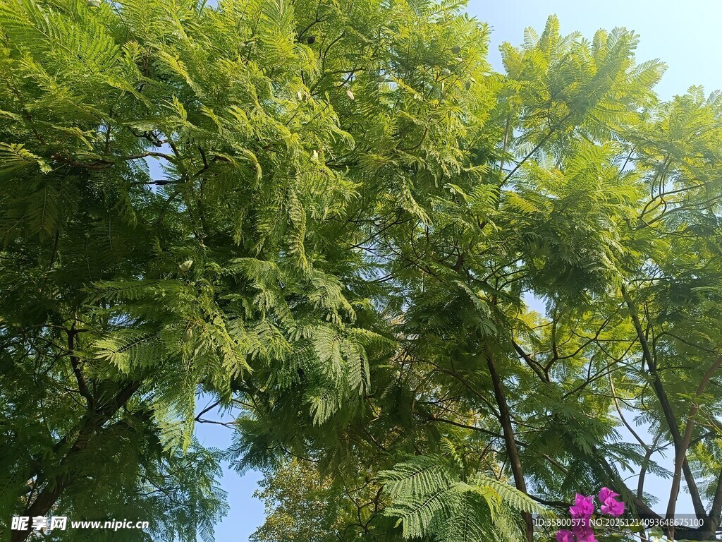 绿叶繁花间的清新景致