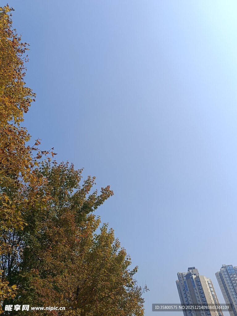 秋日树梢与城市高楼