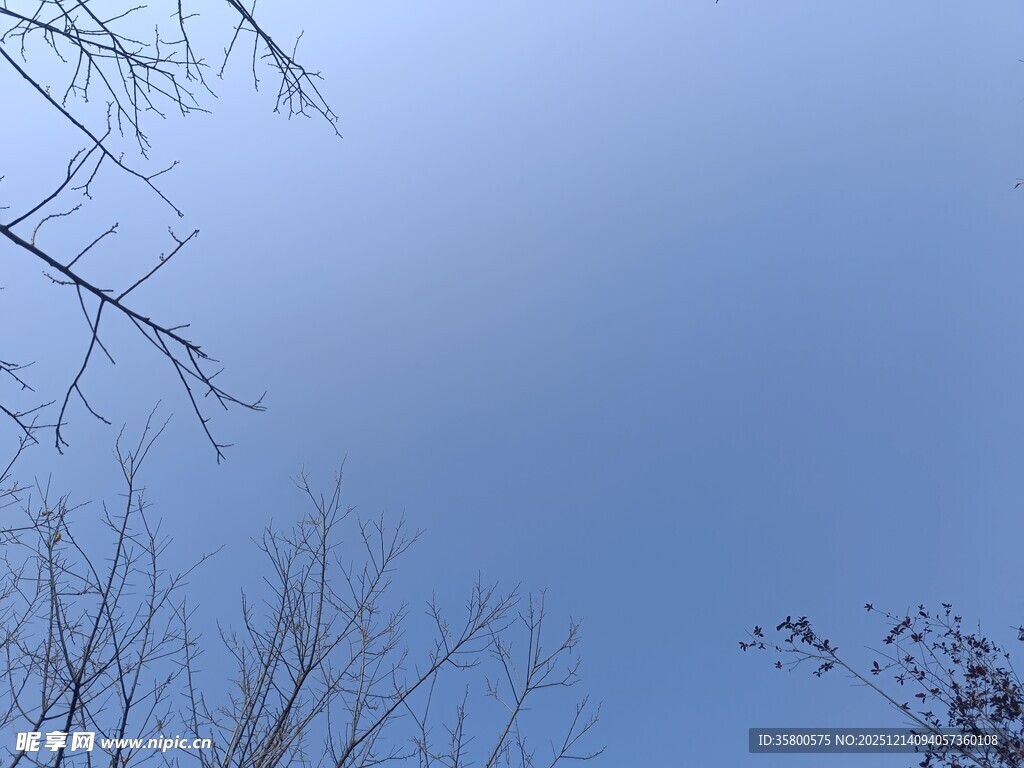 冬日树梢上的澄澈蓝天