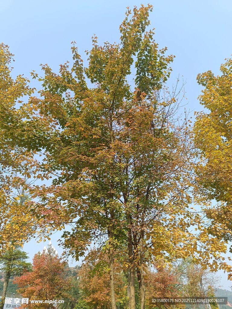 秋日多彩树木风景