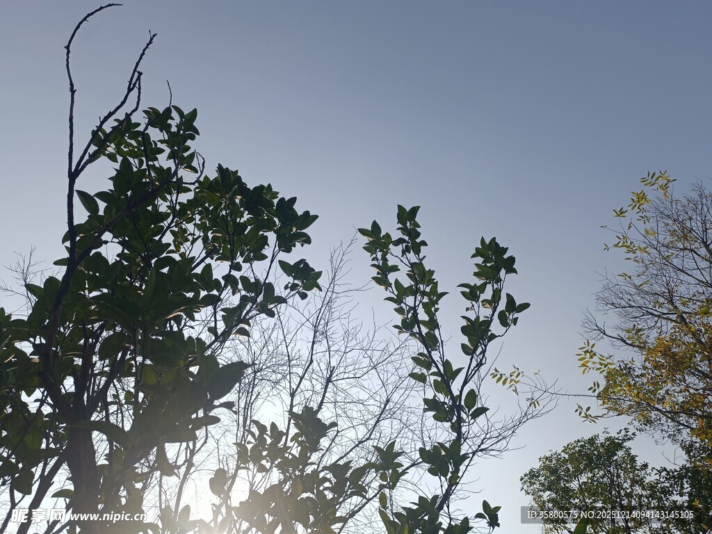 阳光下的树梢剪影