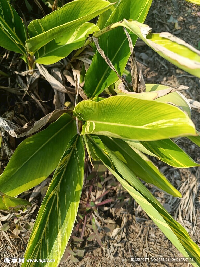 翠绿叶片的植物特写
