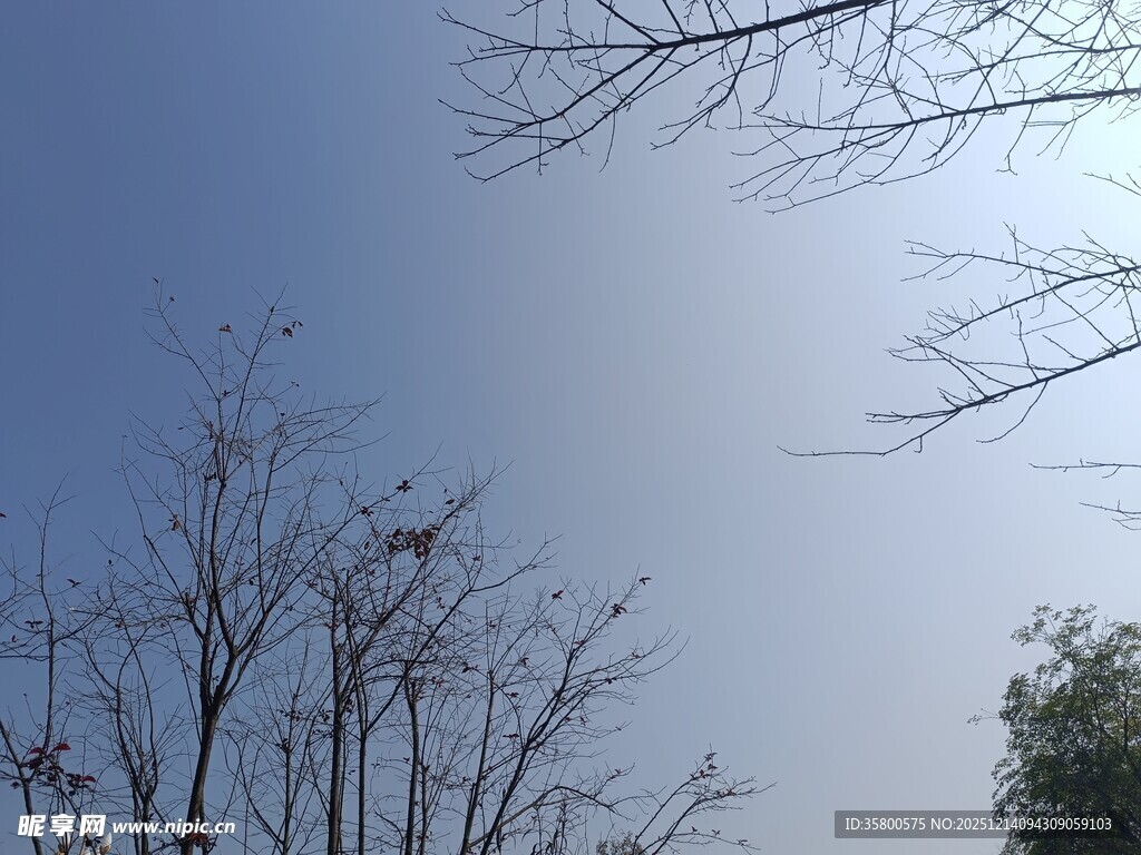 蓝天枯枝景象