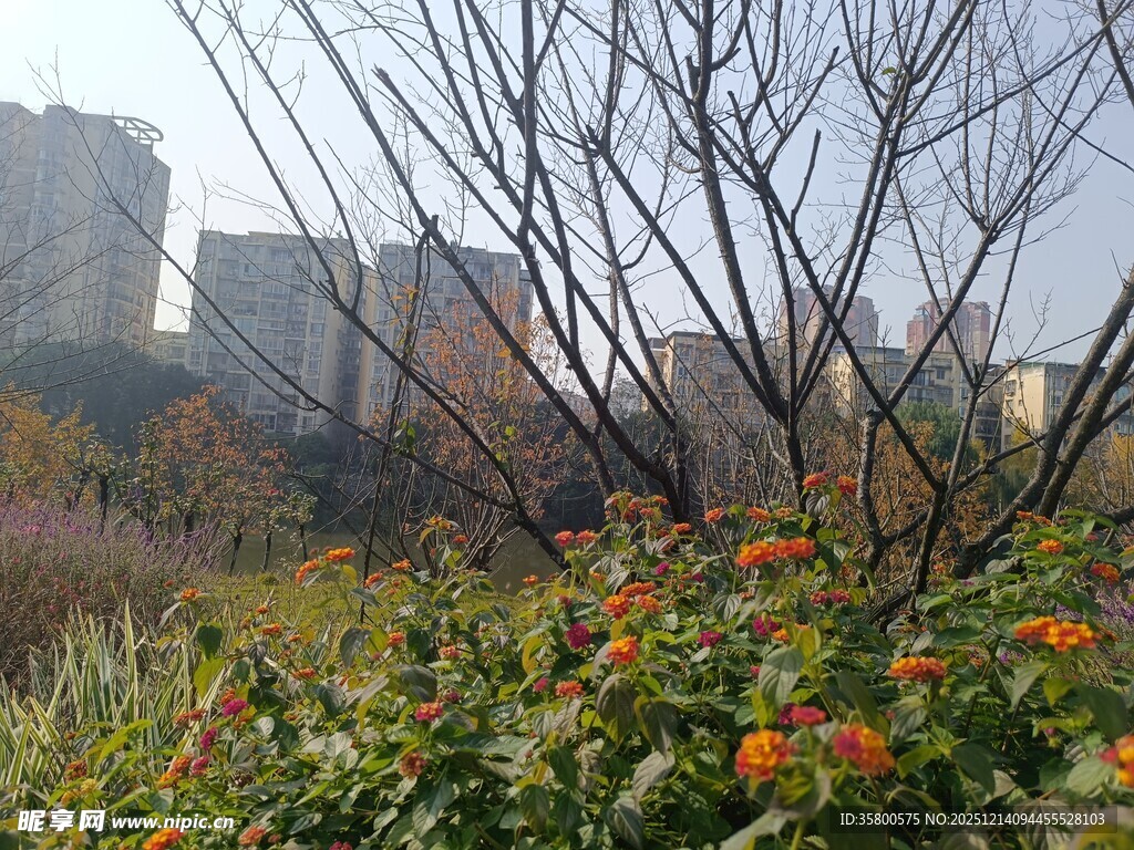 秋日城郊花草与枯树景观