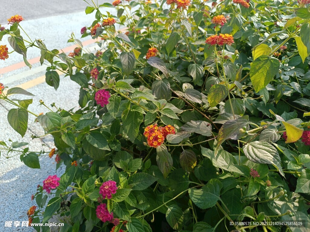多彩花卉绿植景观
