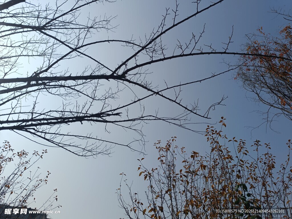冬日枯树枝与蓝天景象