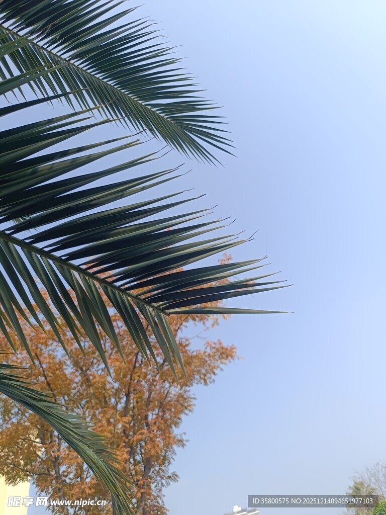 蓝天映衬下的棕榈树叶