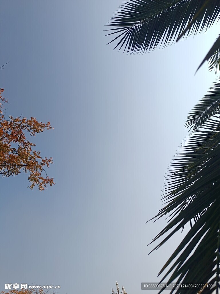 蓝天间的树叶与棕榈叶