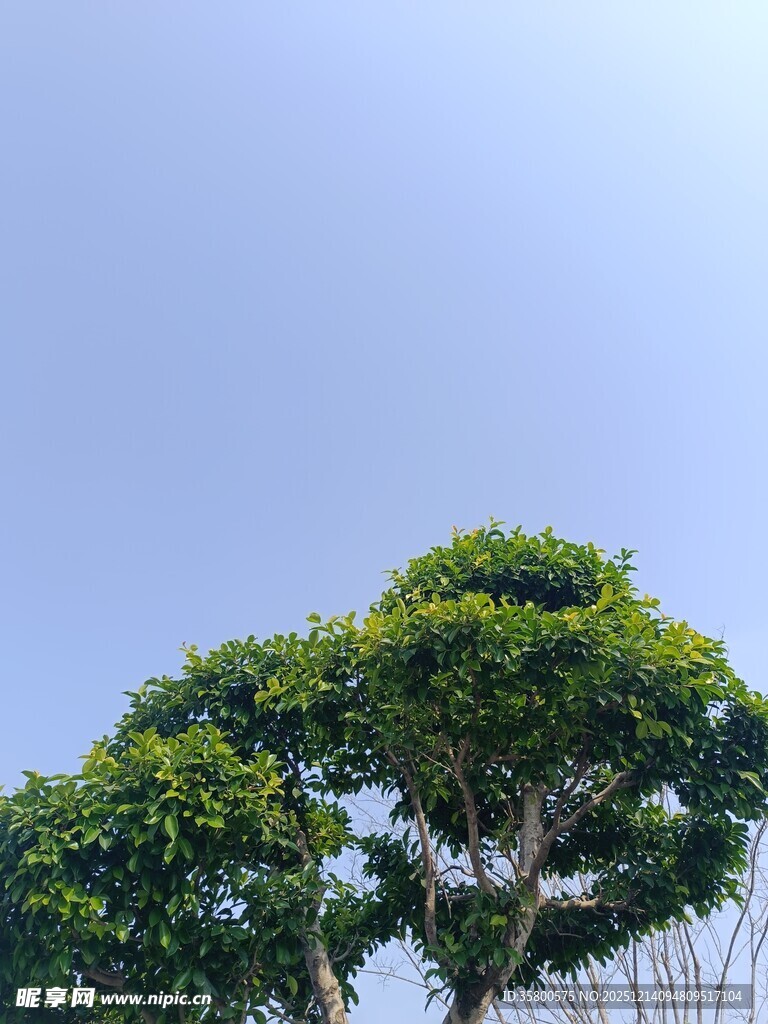 蓝天映衬下的葱郁树木