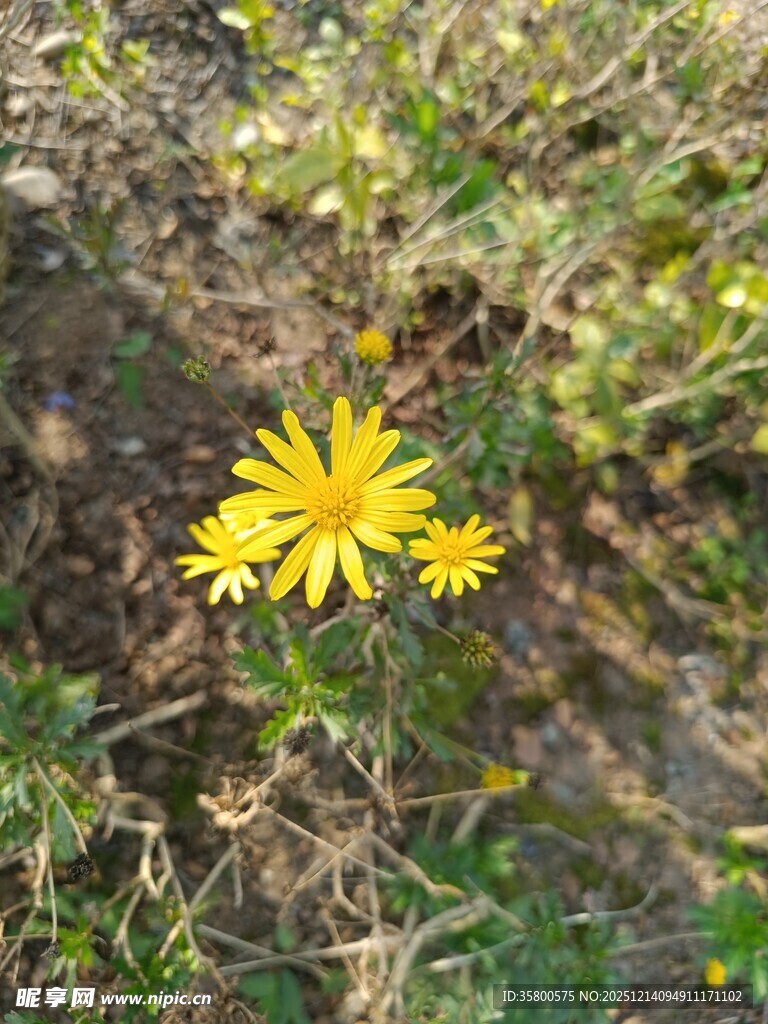 野外绽放的黄色小花