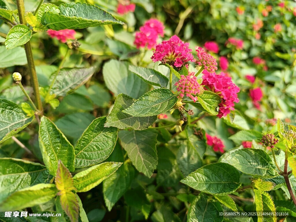 娇艳欲滴的粉色花卉