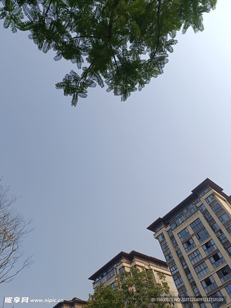 绿树映衬下的城市建筑